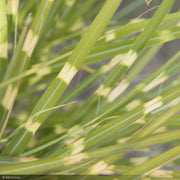 Miscanthus Grass, Little Zebra #3